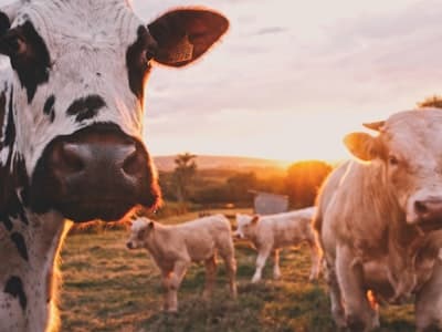 Modern Farm Infrastructure
