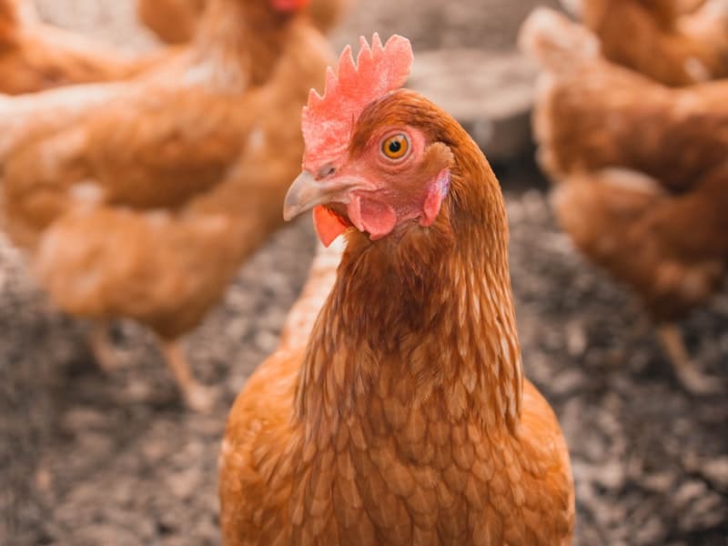Organic Poultry Farm