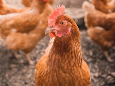 Fresh Organic Eggs