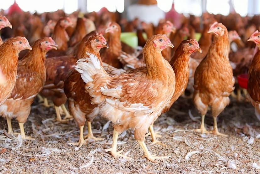 Buff Orpington Hens