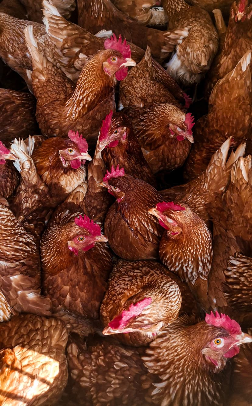 Rhode Island Red Hens