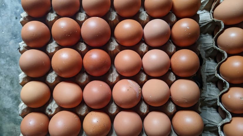 Farm Fresh Eggs - Medium per Tray